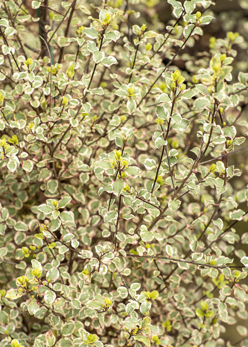 Pittosporum Silver Pillar
