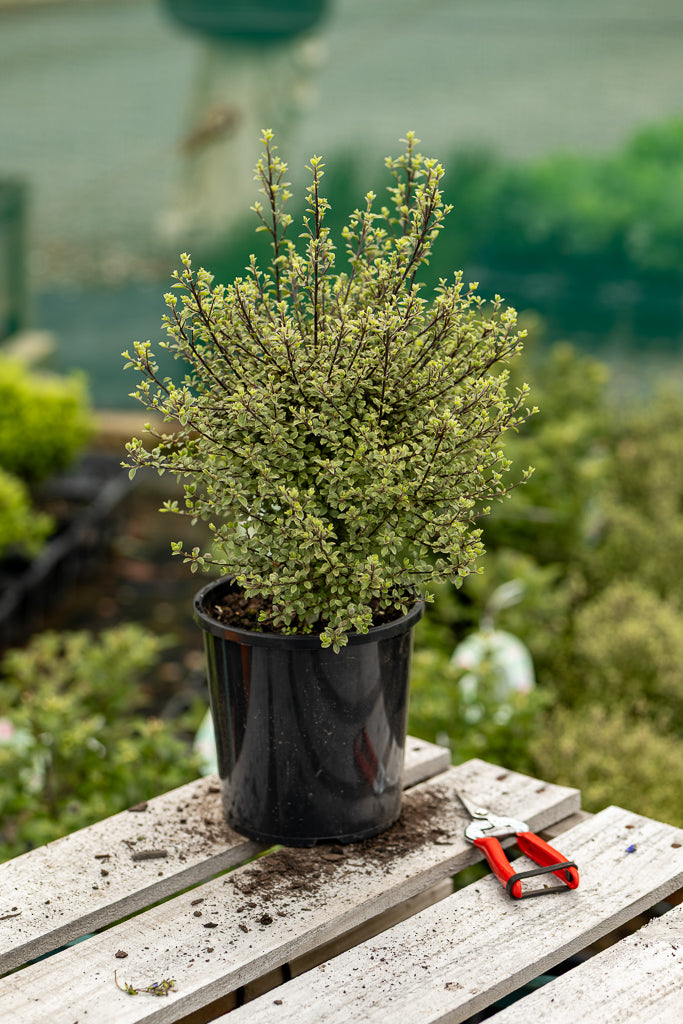Pittosporum Small Ball