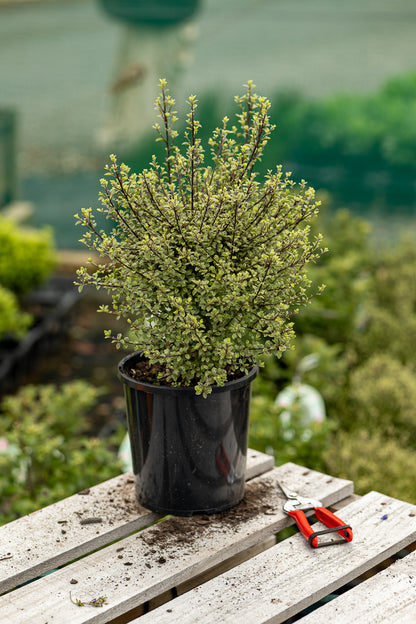 Pittosporum Small Ball