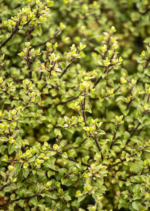 Pittosporum Small Ball