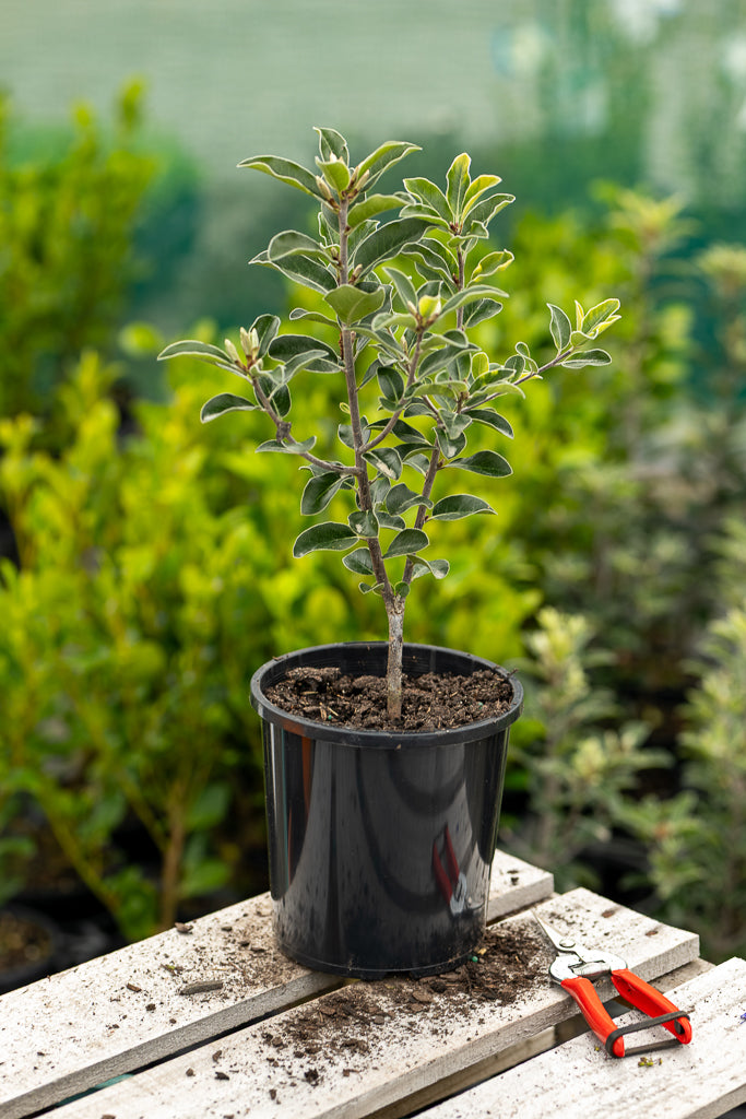 Pittosporum Reverend Green