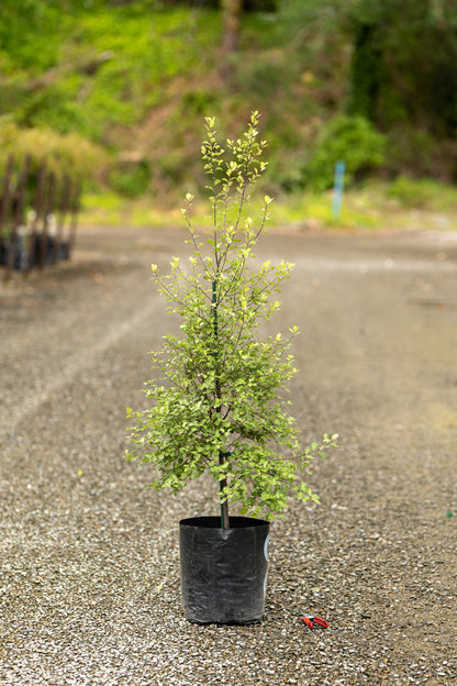 Pittosporum Screenmaster