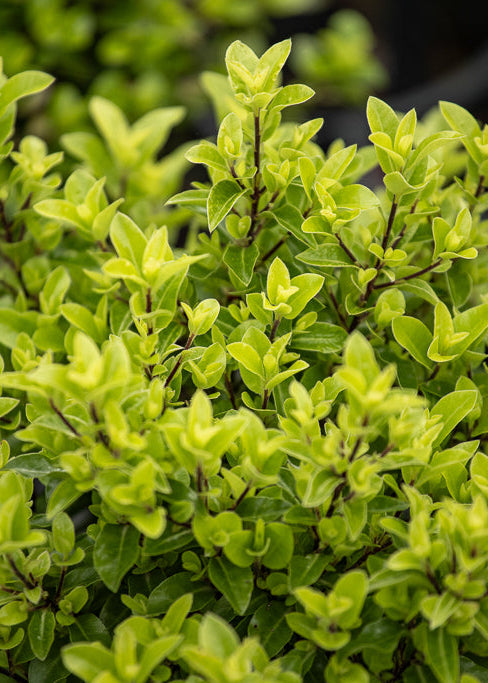Pittosporum Pom-Pom