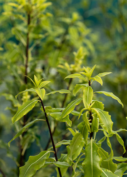 Pittosporum Eugenioides