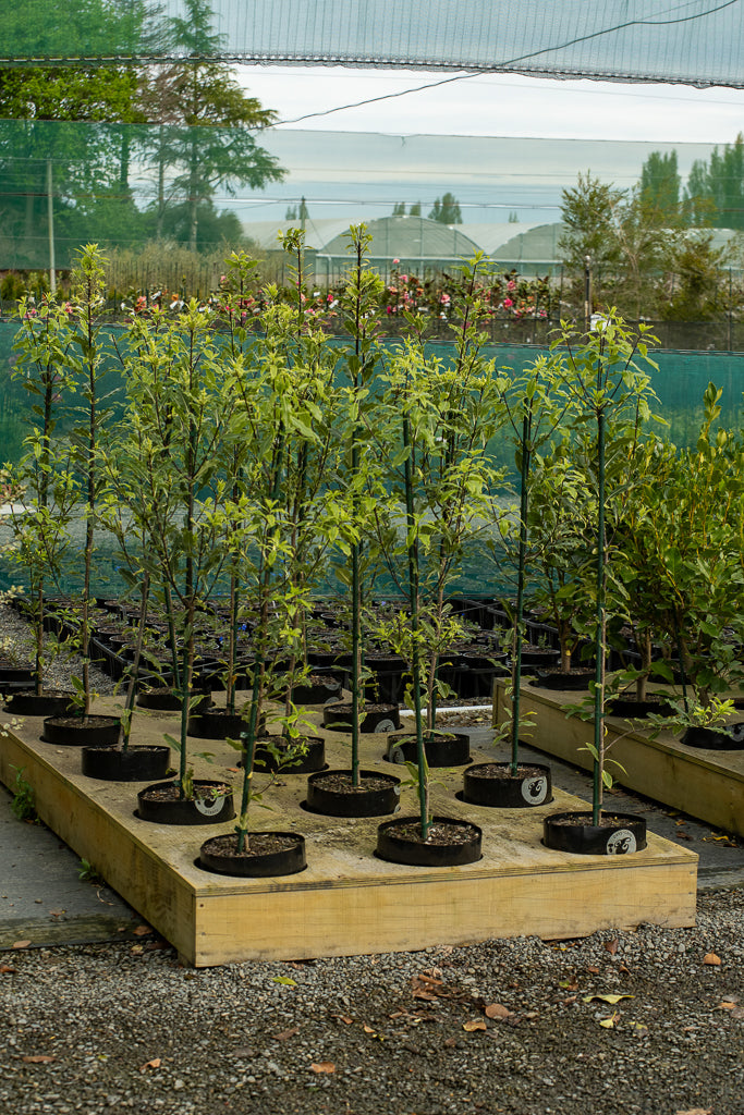 Pittosporum Eugenioides