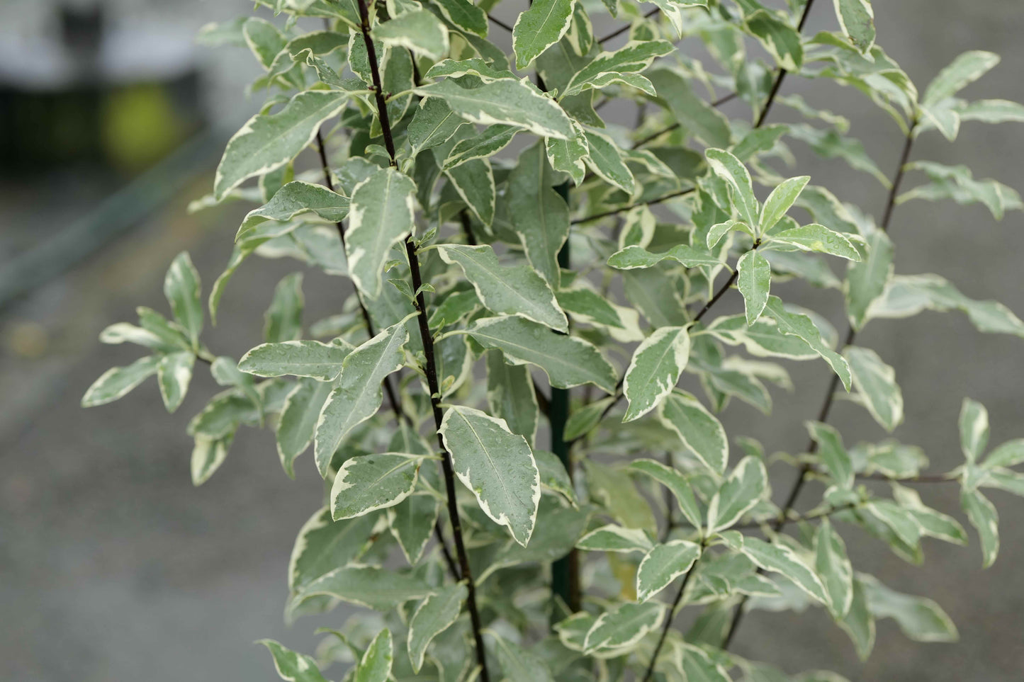 Pittosporum Eugenioides Variegatum