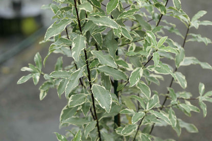 Pittosporum Eugenioides Variegatum