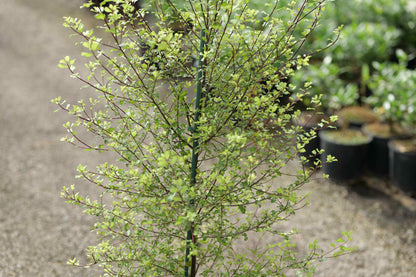 Pittosporum Golden Zedge
