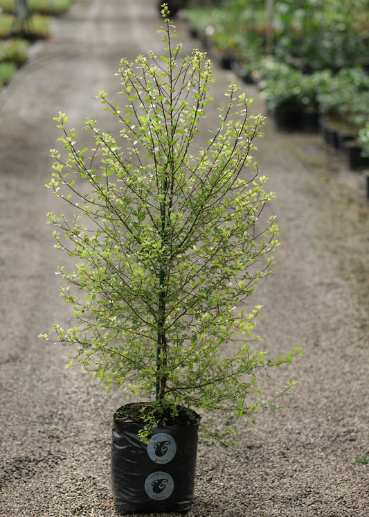 Pittosporum Golden Zedge