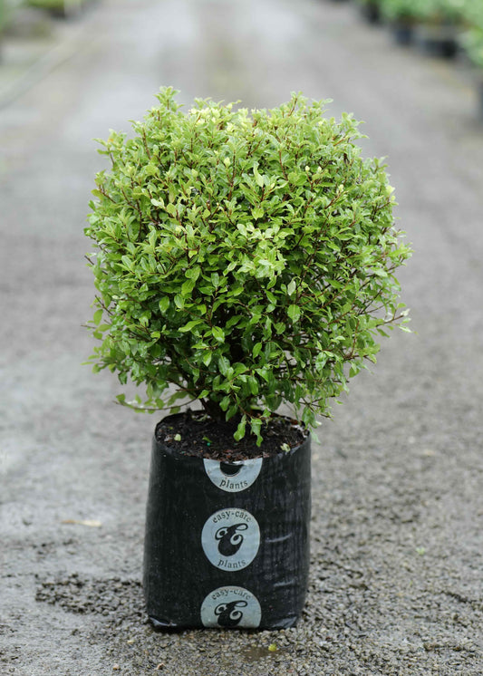 Pittosporum Pom-Pom