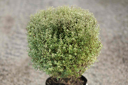 Pittosporum Small Ball