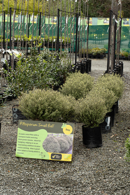Pittosporum Small Ball
