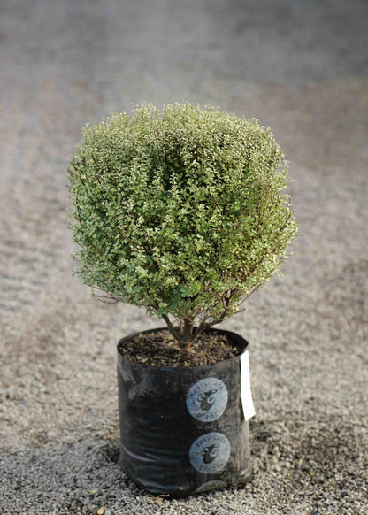 Pittosporum Small ball plant bagged on a gravel background. 