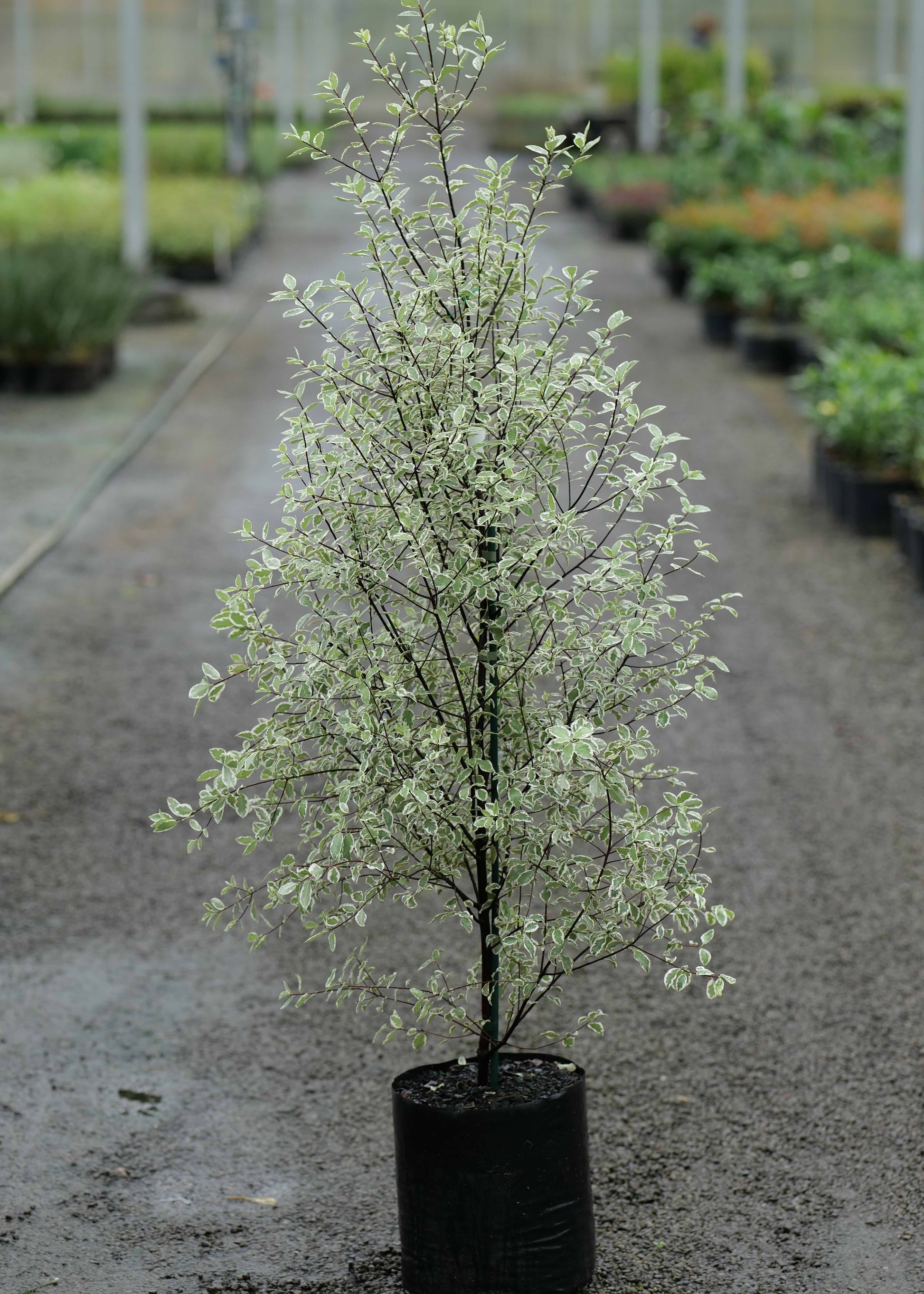 Pittosporum Tenuifolium Snow Leopard