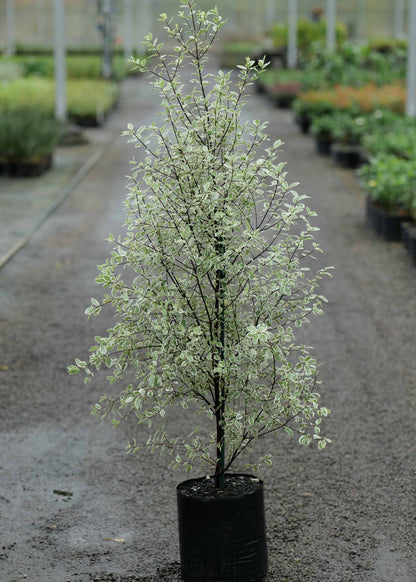 Pittosporum Tenuifolium Snow Leopard