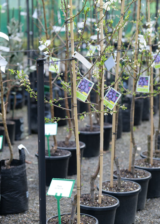 A row of young flowering Plum Billington trees in black nursery pots on a gravel nursery floor, with small hanging tags attached to the branches.