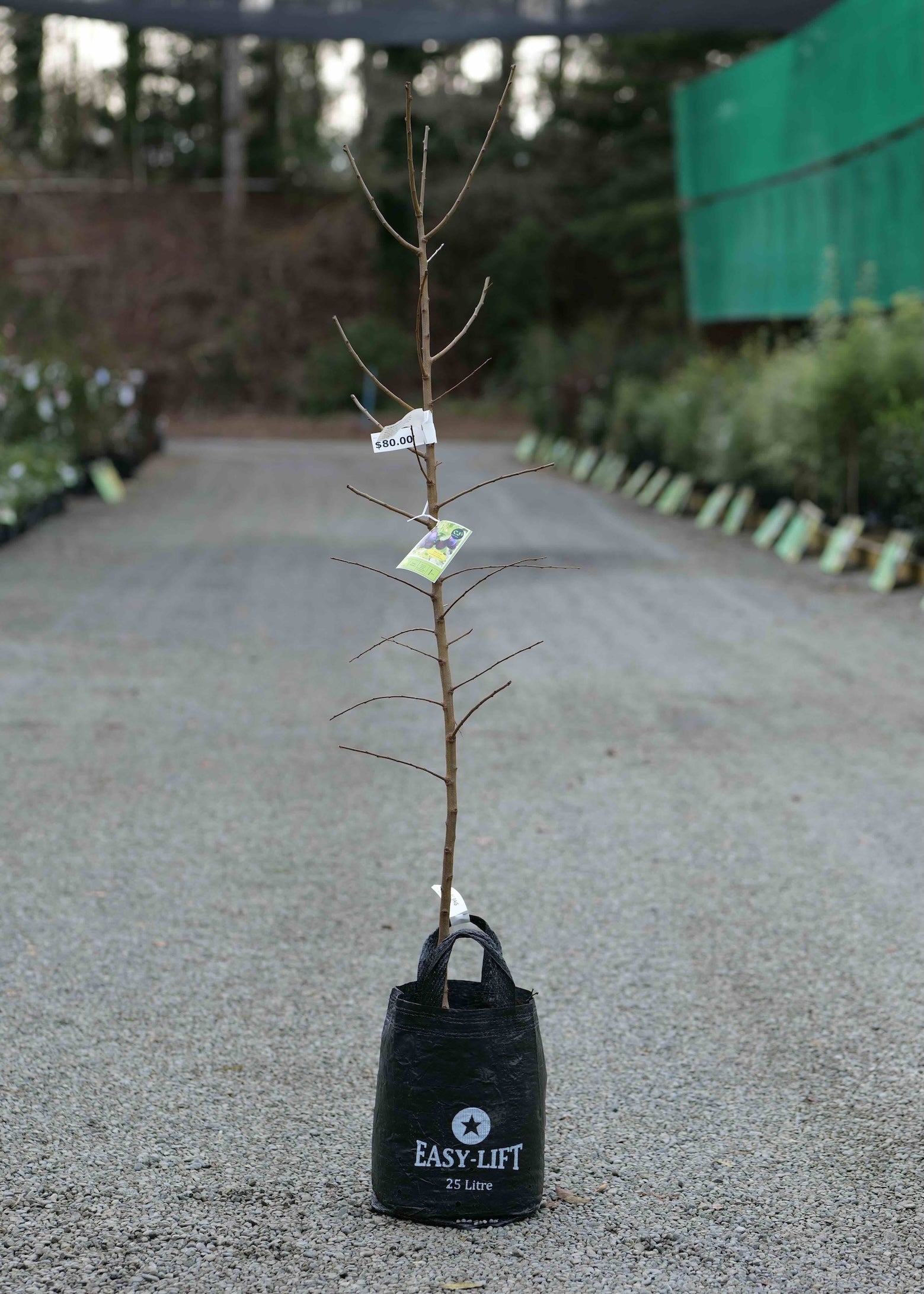 A Plum Black Doris standing upright in a black plastic nursery bag labeled EASY-LIFT, photographed outdoors on a gravel path with rows of potted plants in the background.