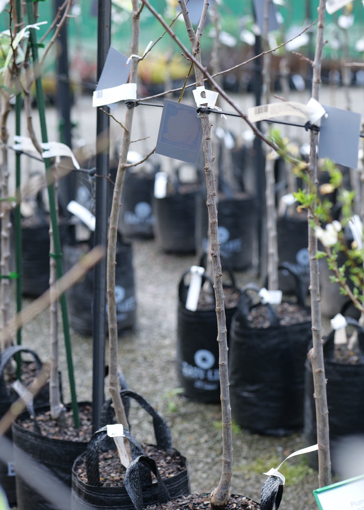 A row of young Plum Coe's Golden Drop trees.