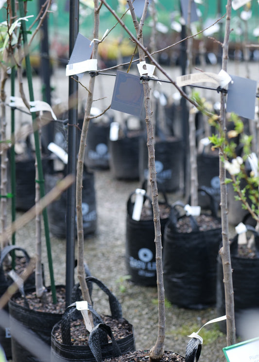A row of young Plum Coe's Golden Drop trees.