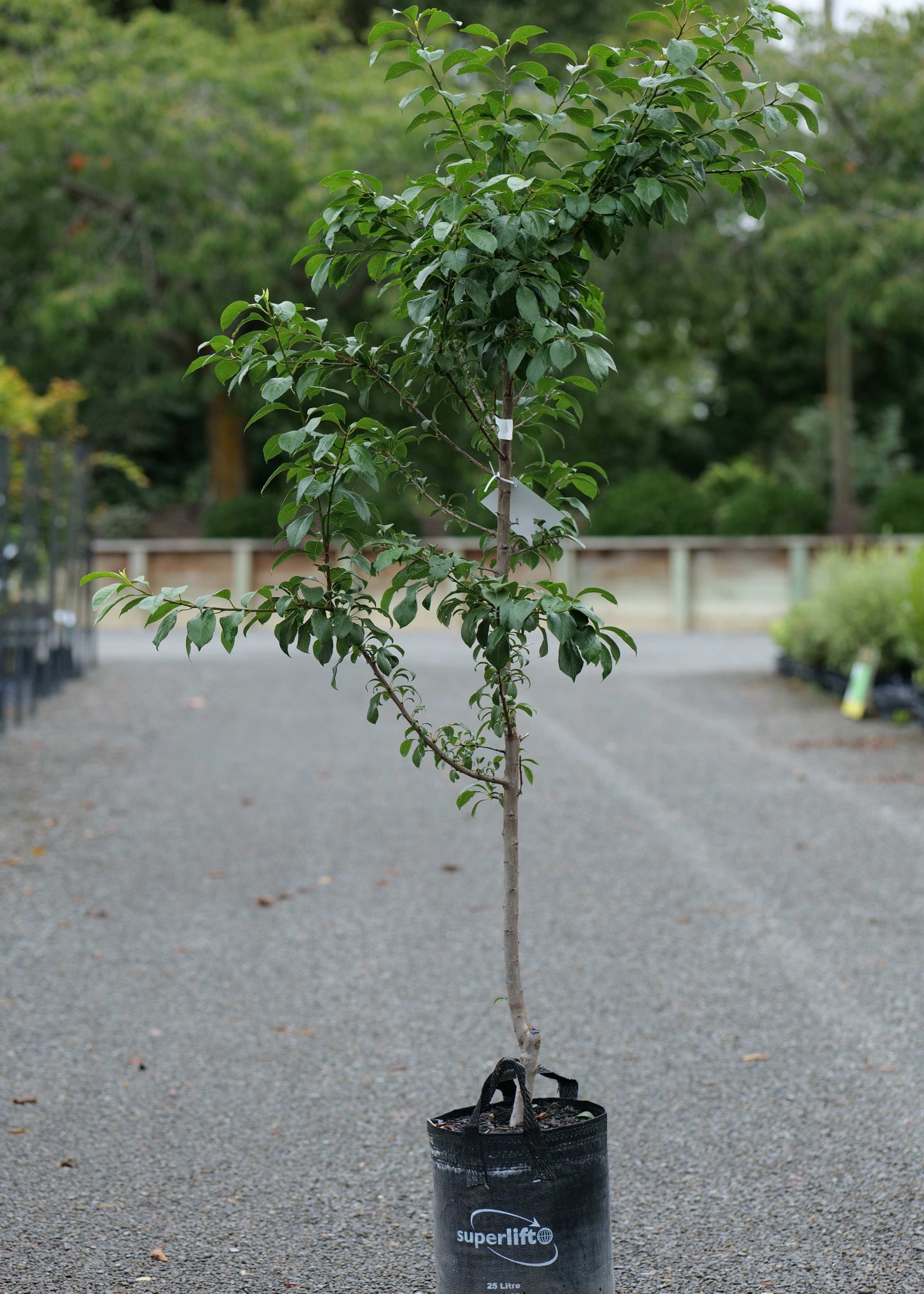 Plum Hawera