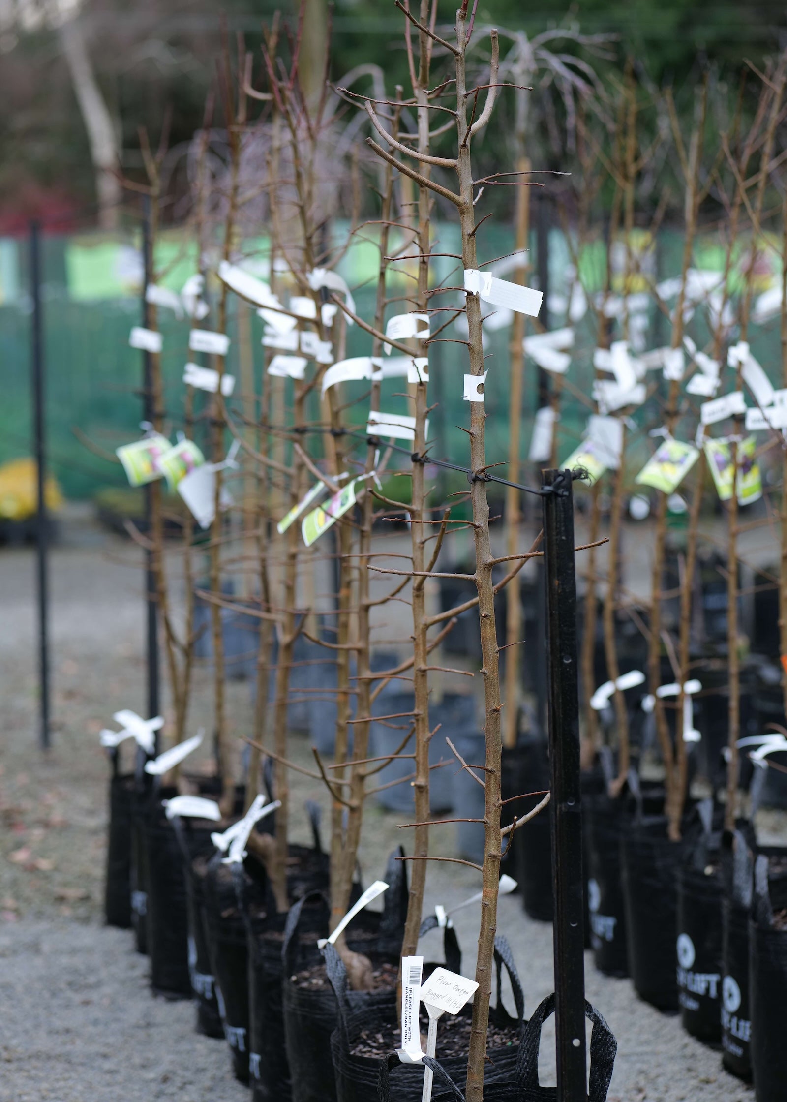 A row of Plum Omega trees in black nursery bags with white tags, standing in a gravel outdoor nursery setting.