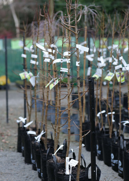 A row of Plum Omega trees in black nursery bags with white tags, standing in a gravel outdoor nursery setting.