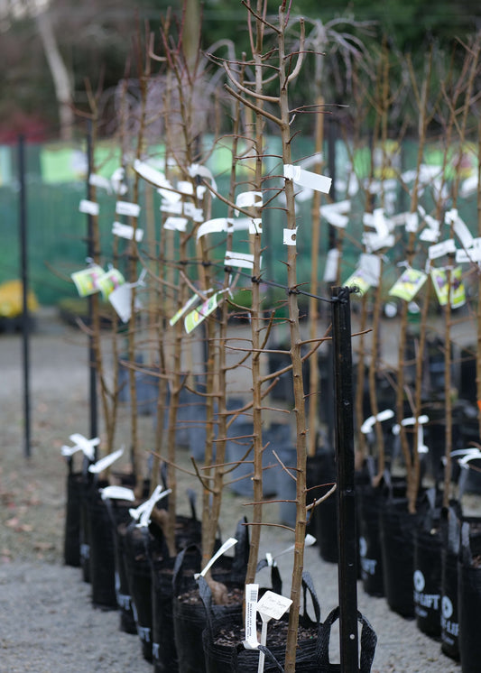 A row of Plum Omega trees in black nursery bags with white tags, standing in a gravel outdoor nursery setting.