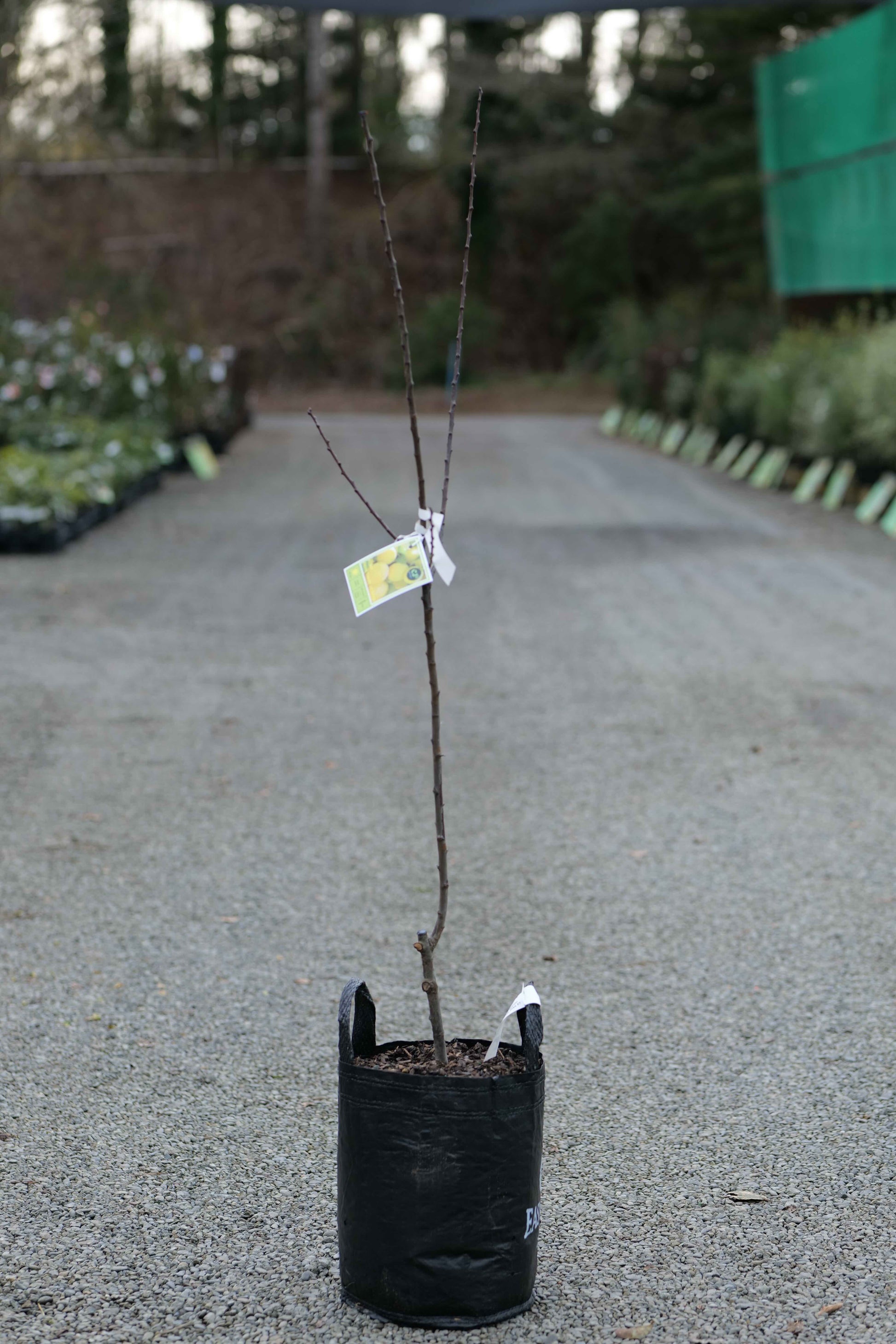 A Plum Reine Claude De Bavay in a black nursery bag, standing on a gravel path in a garden center or nursery with rows of plants in the background.