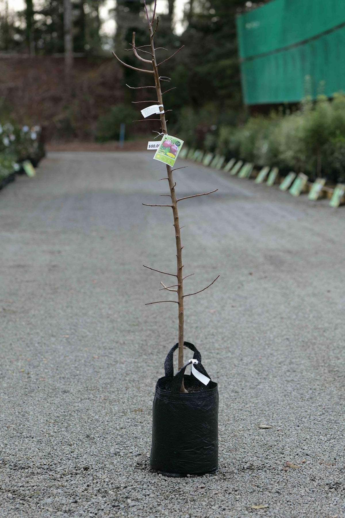 A Plum Omega in a 25L bag on a gravel driveway