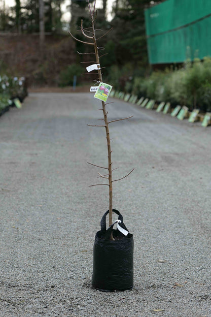 A Plum Omega in a 25L bag on a gravel driveway