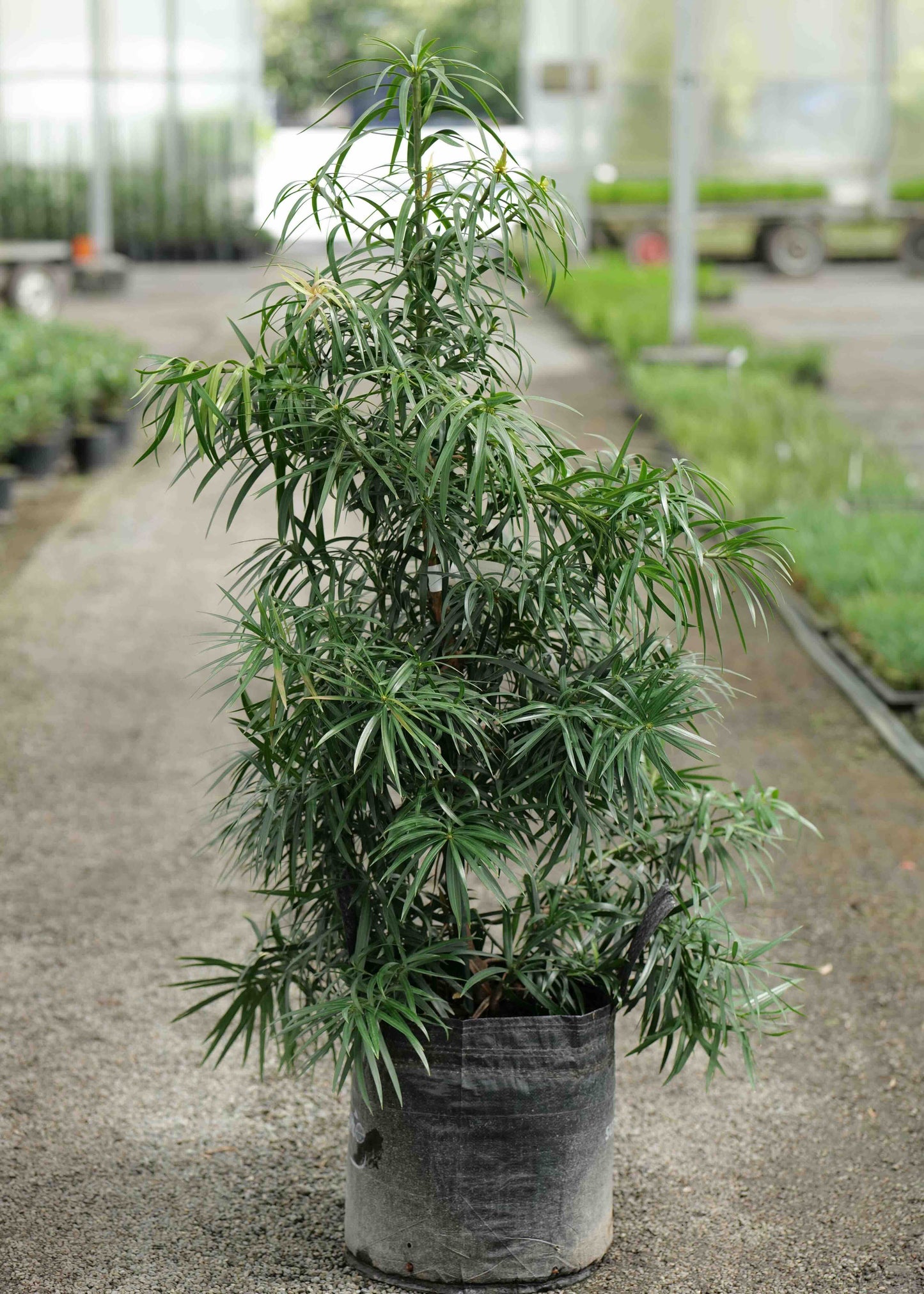 Potted plant in a greenhouse setting