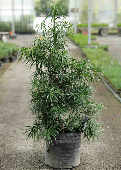 Potted plant in a greenhouse setting