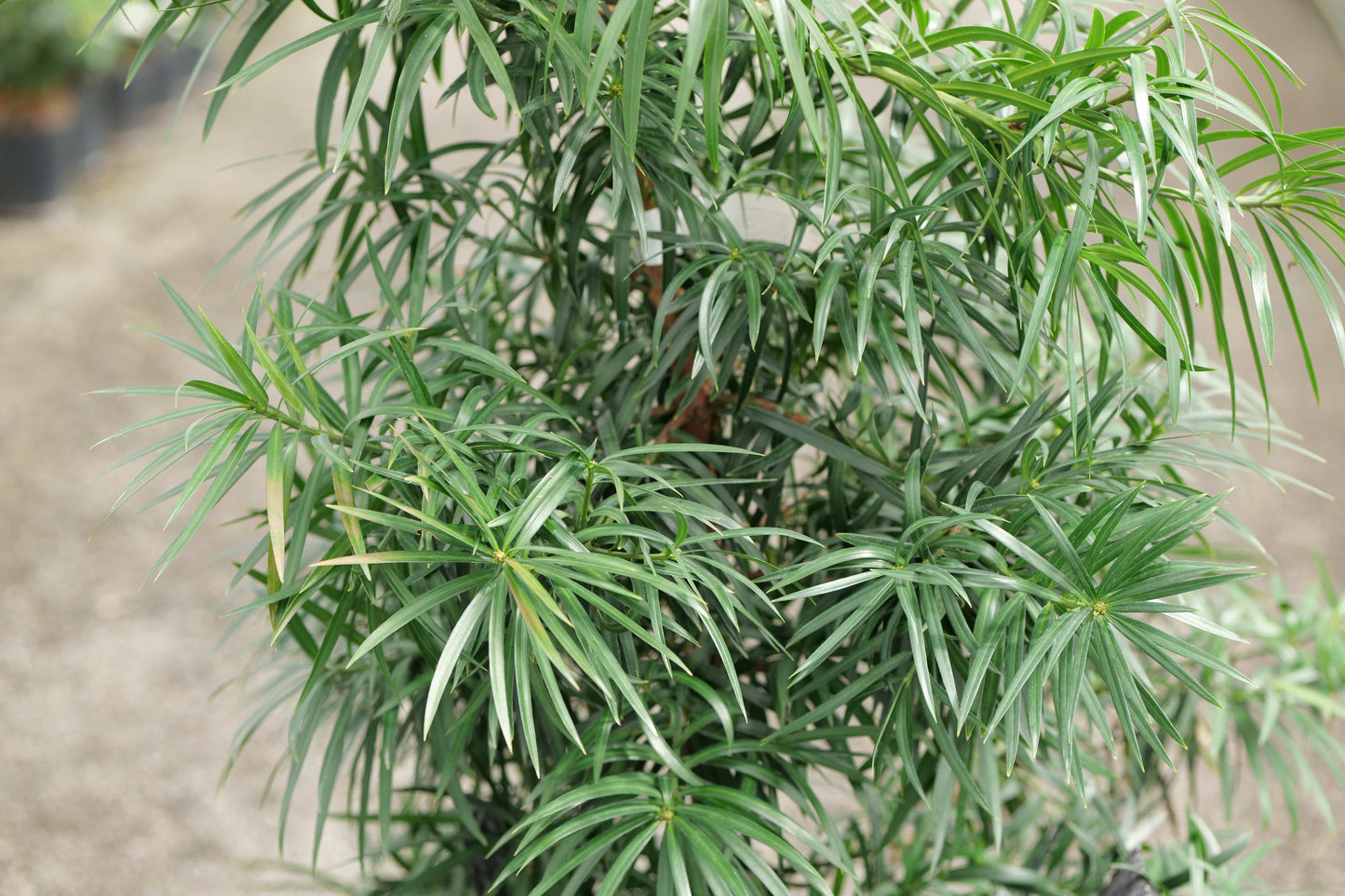Podocarpus Henkelii