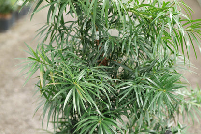Podocarpus Henkelii