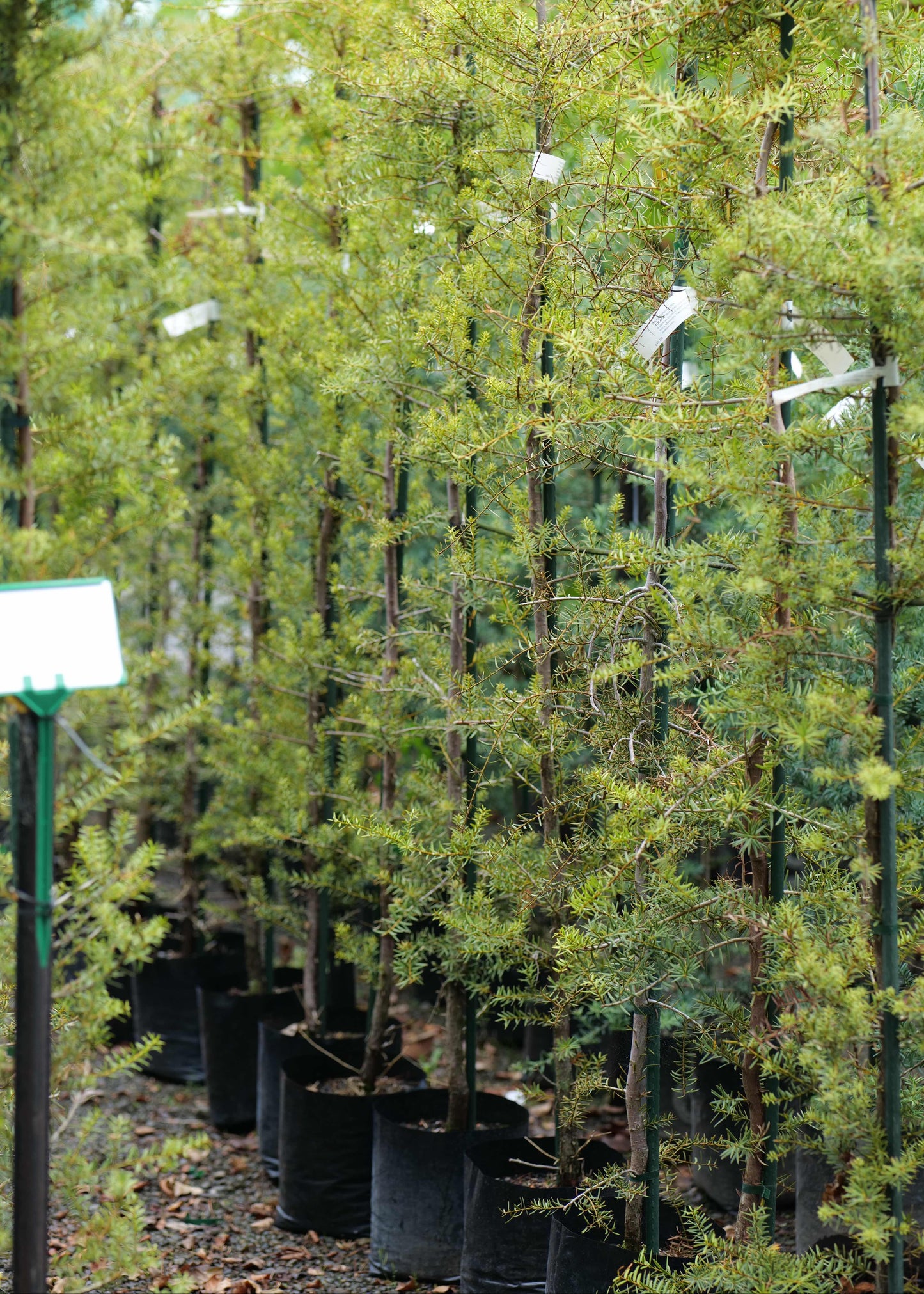 Podocarpus Totara