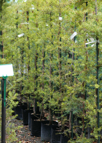 Podocarpus Totara