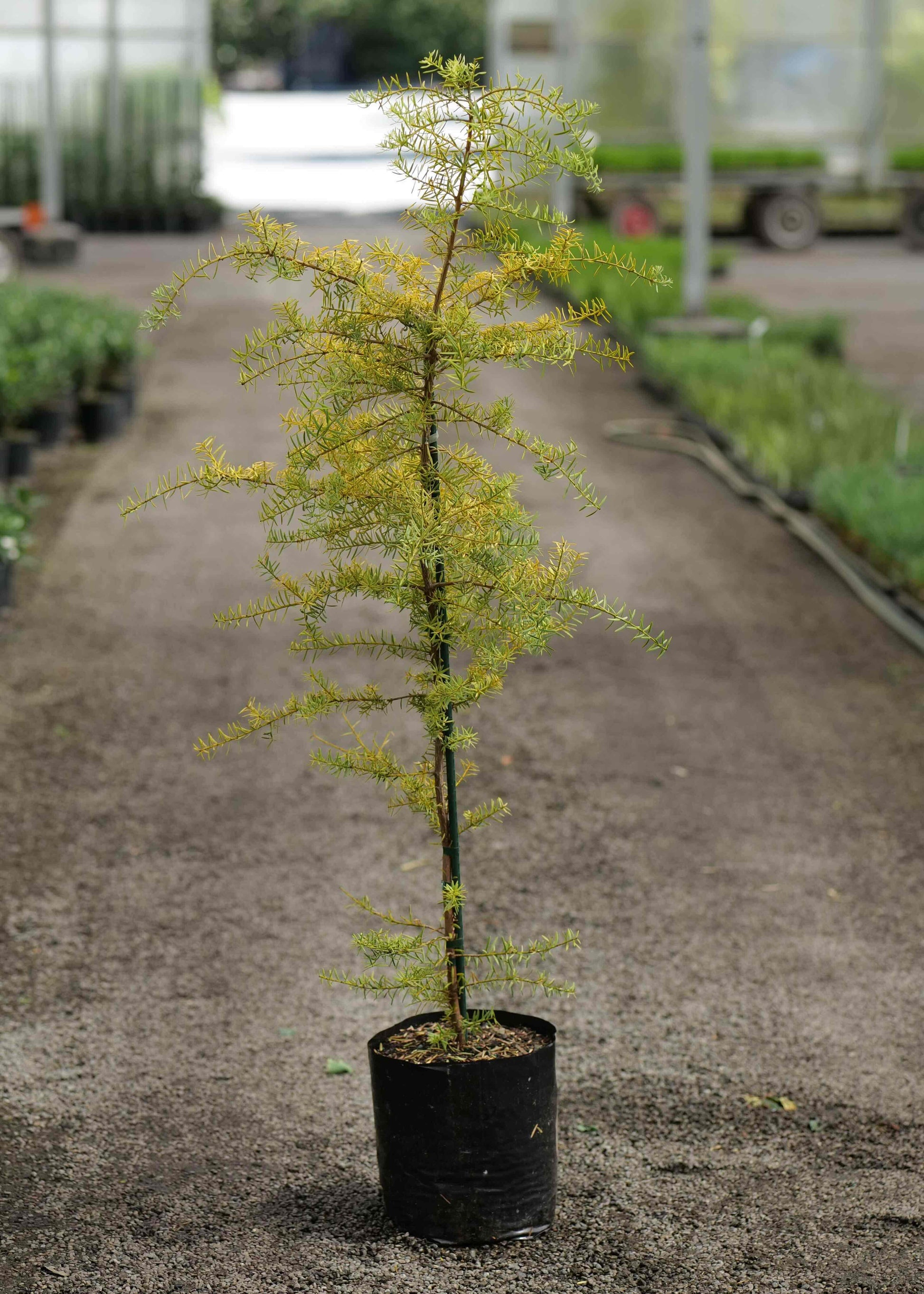 Potted tree in a greenhouse setting with other plants and equipment in the background.
