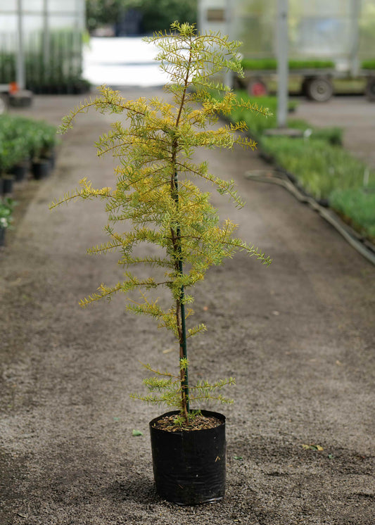 Podocarpus Totara 'Aureus'