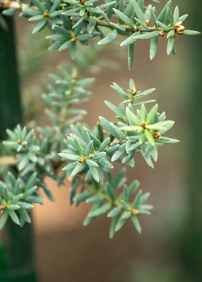 Podocarpus Totara 'Matapouri Blue'