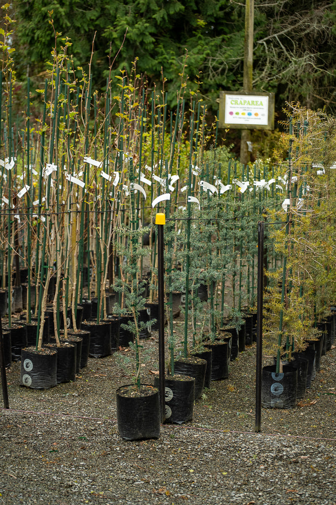 Podocarpus Totara 'Matapouri Blue'