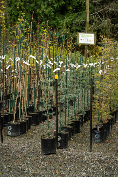 Podocarpus Totara 'Matapouri Blue'