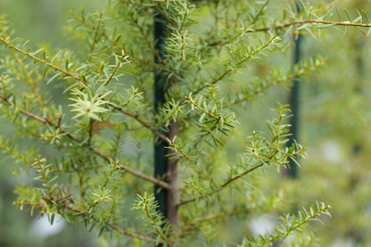 Podocarpus Totara