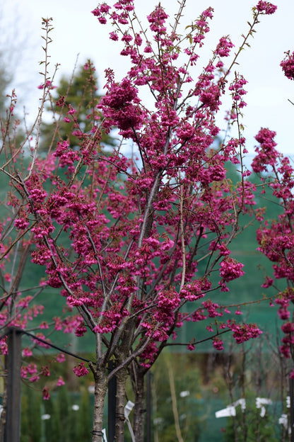 Prunus Campanulata Felix Jury