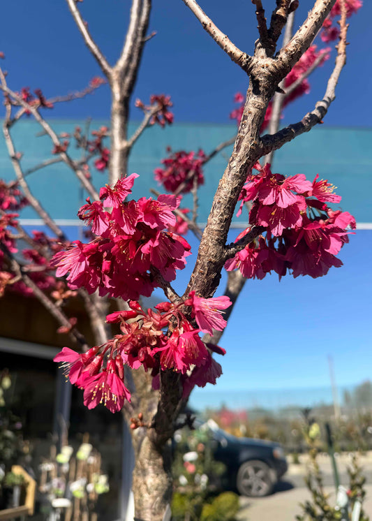 A close-up outdoor shot of a flowering cherry treeof Felix Jury with clusters of bright pink blossoms against a clear blue sky, with a blurred storefront and vehicle in the background.