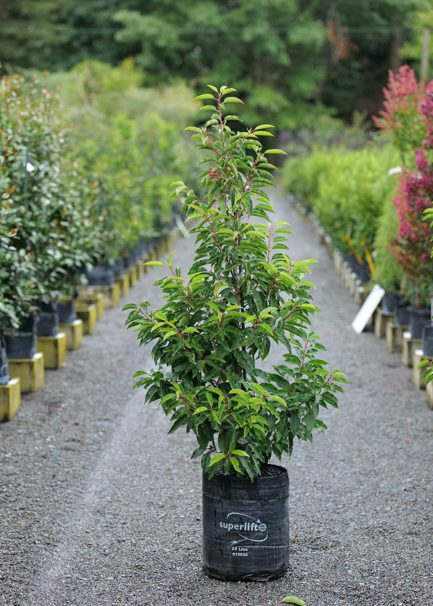 Prunus Lusitanica