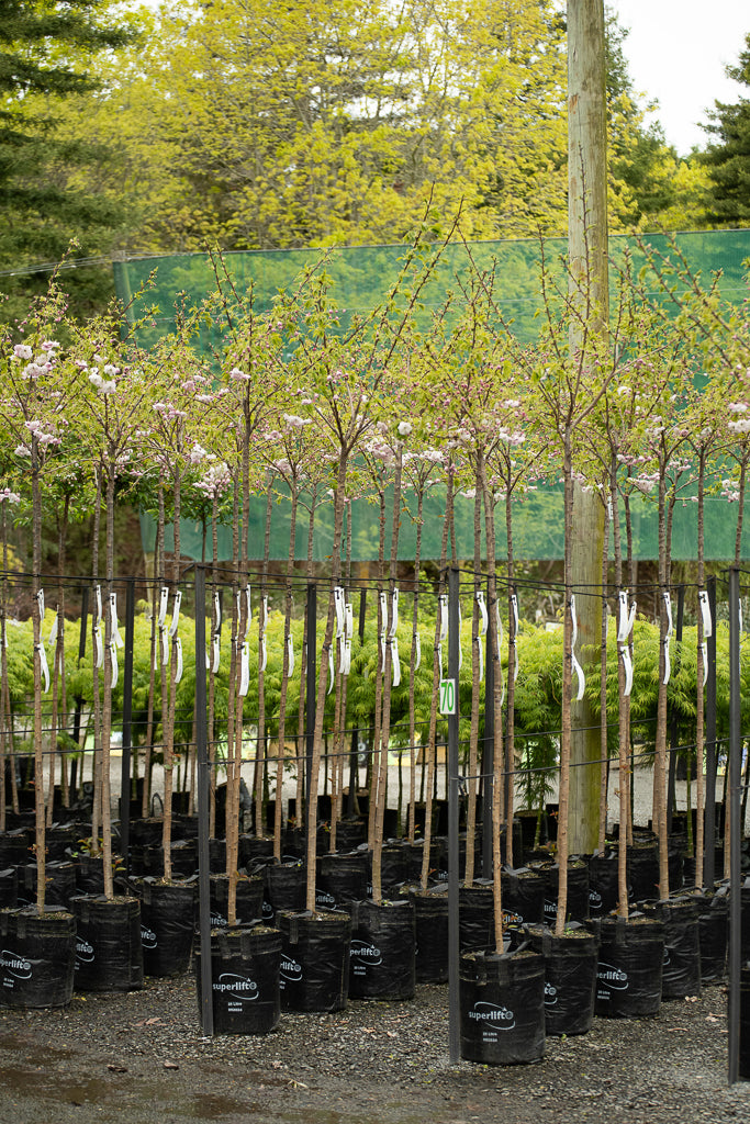 Prunus Shimidsu Sakura