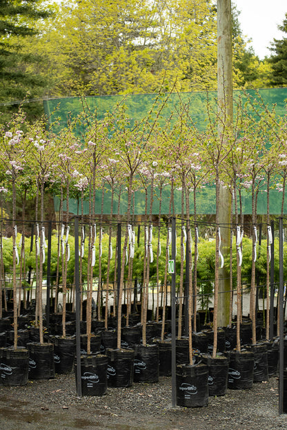 Prunus Shimidsu Sakura
