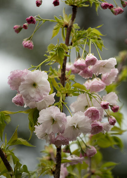 Prunus Shimidsu Sakura