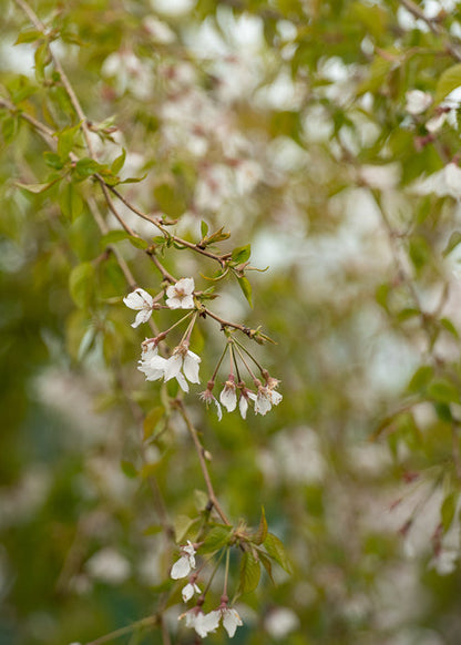 Prunus Subhirtella Falling Snow