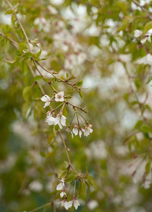 Prunus Subhirtella Falling Snow